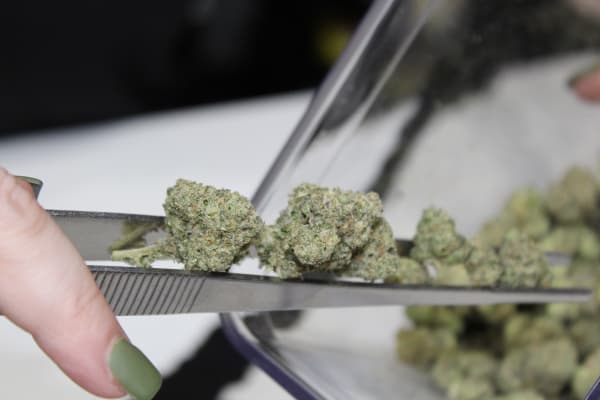 Border Buds in-store image 3